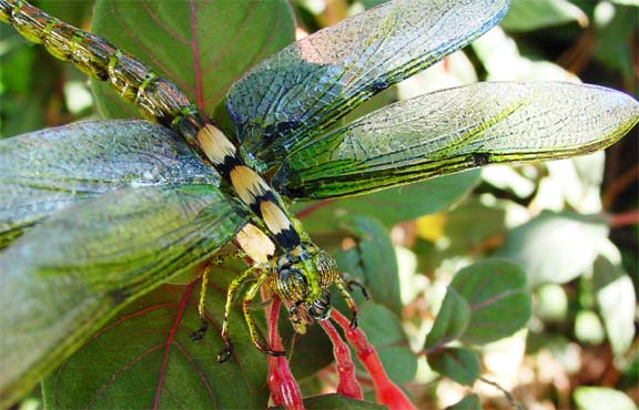 emerald-dragonfly